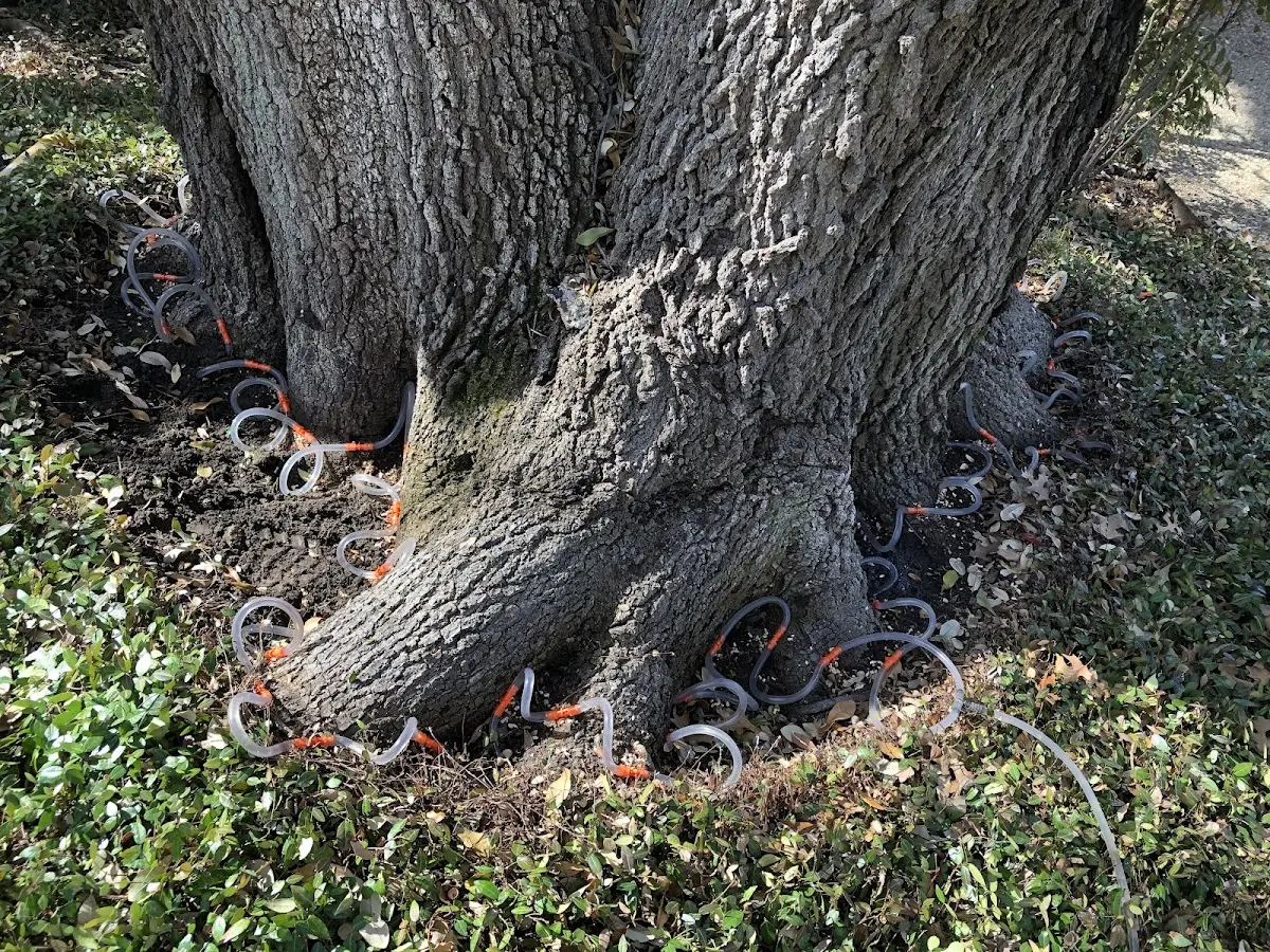 Detailed Tree Cabling and Bracing job site in Highland Mills