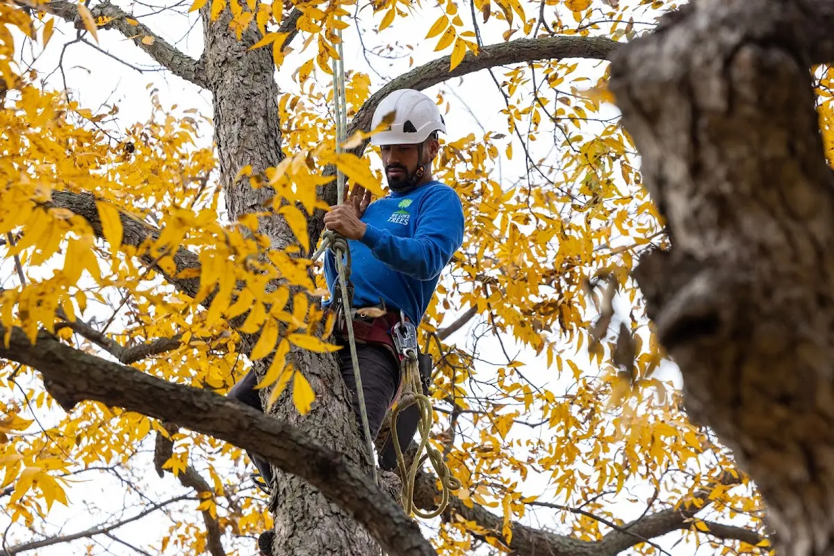 Skilled Tree Planing crew working in Highland Mills