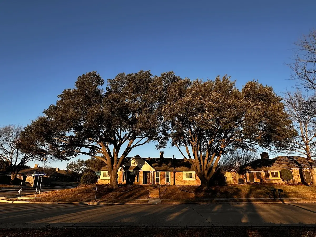 Established residential canopy tree shading a home in Highland Mills